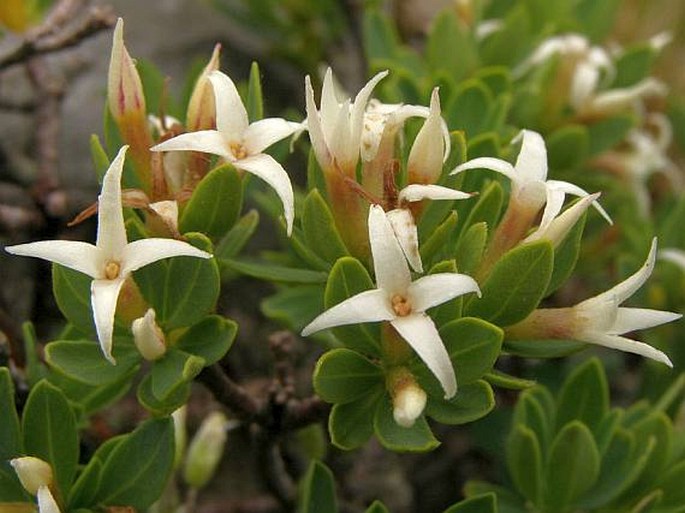 DAPHNE OLEOIDES Schreb. - lýkovec / lykovec