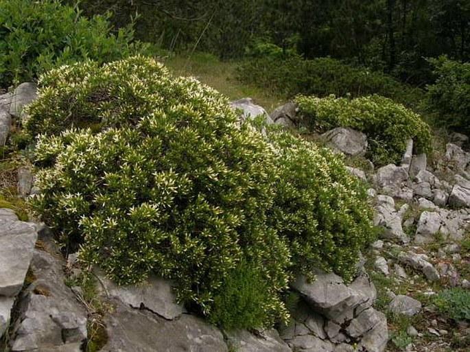 Daphne oleoides