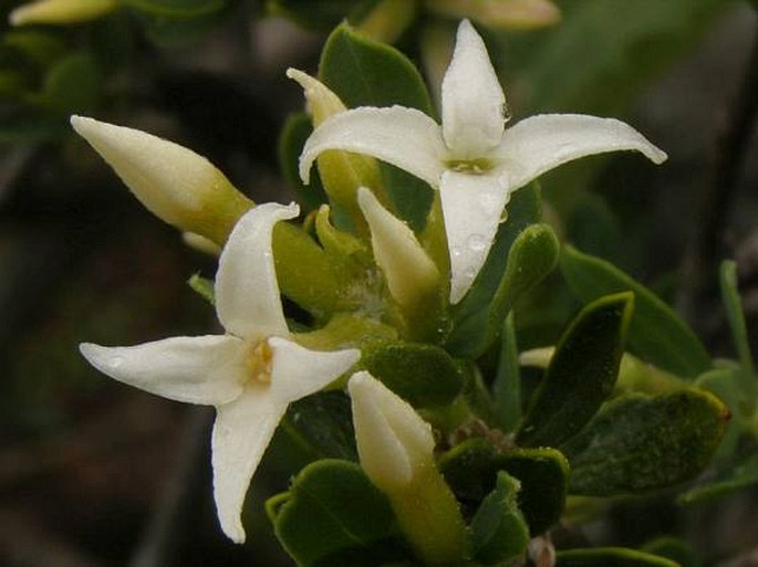 Daphne oleoides