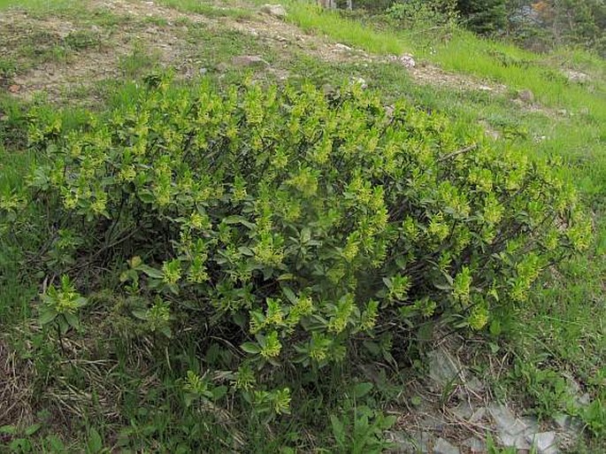 Daphne pontica