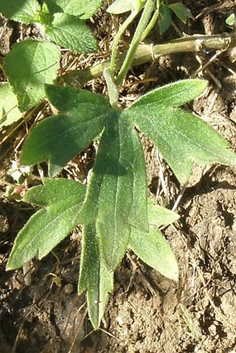 Delphinium dasycaulon