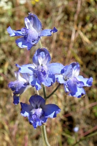 Delphinium dasycaulon