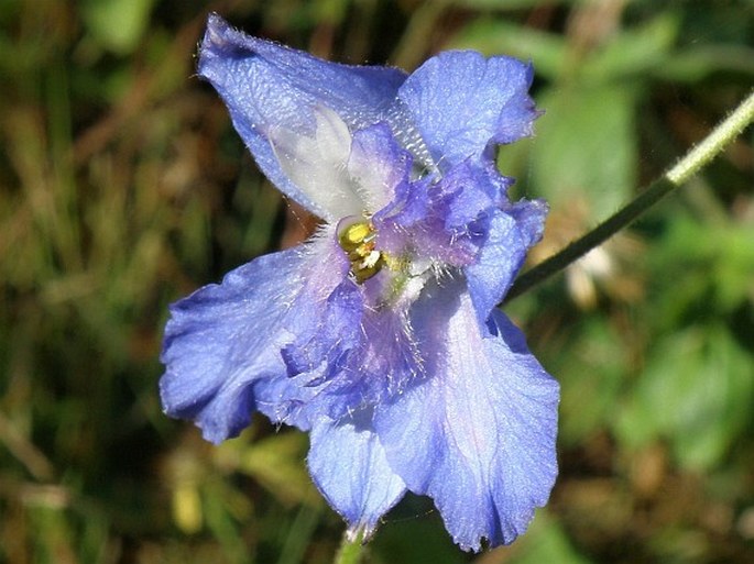 Delphinium dasycaulon