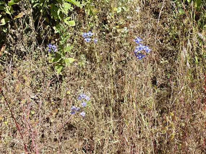 Delphinium dasycaulon