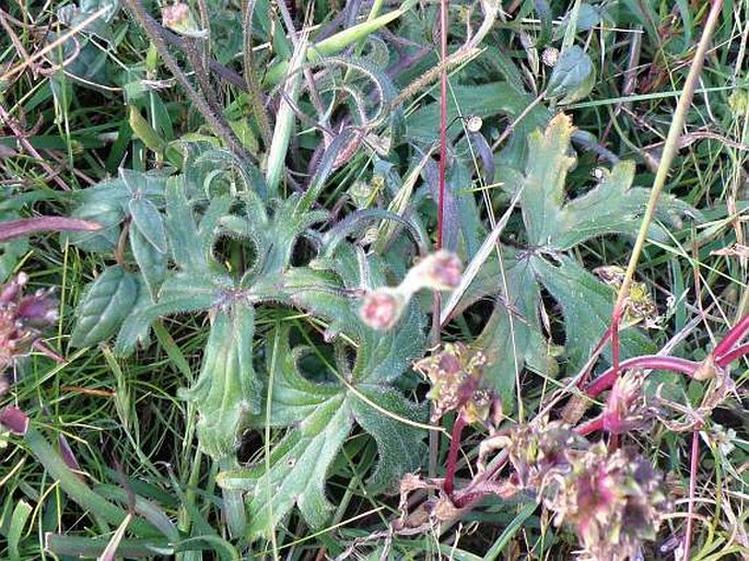 Delphinium dasycaulon