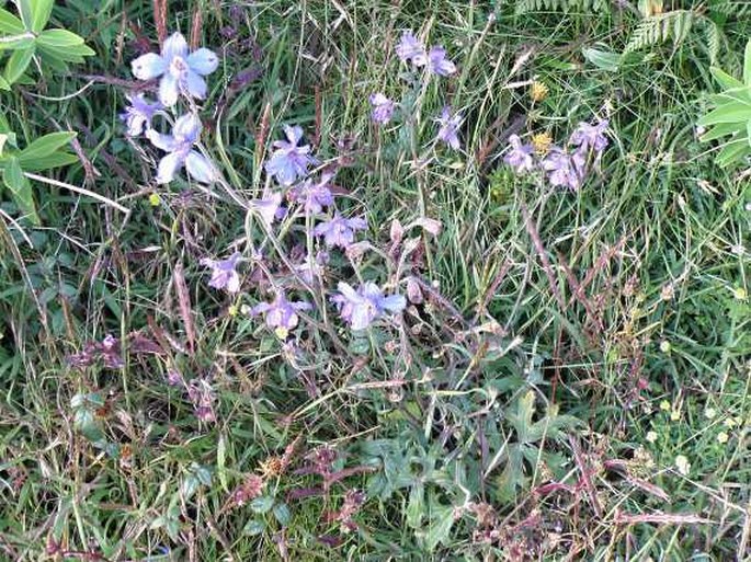 Delphinium dasycaulon