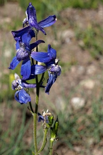 Delphinium nuttallianum