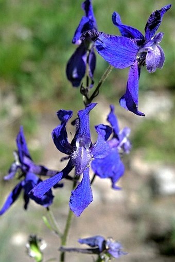 Delphinium nuttallianum