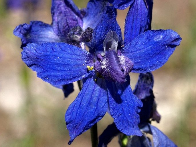 Delphinium nuttallianum