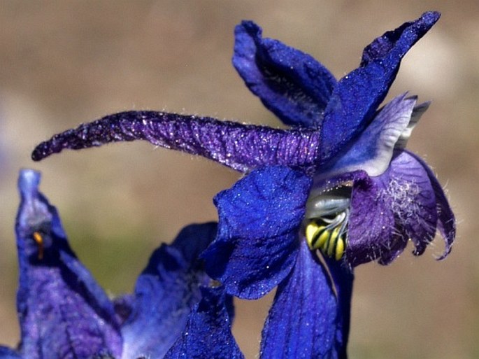 Delphinium nuttallianum