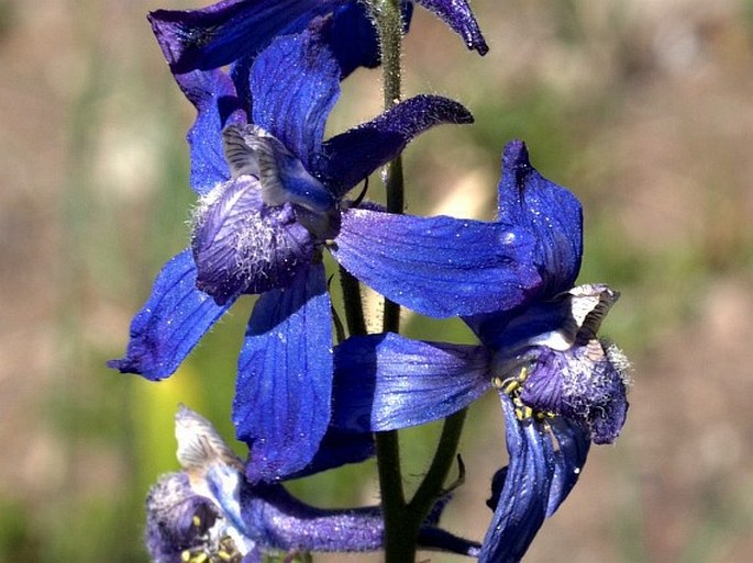 DELPHINIUM NUTTALLIANUM Pritz. - stračka / stračonôžka