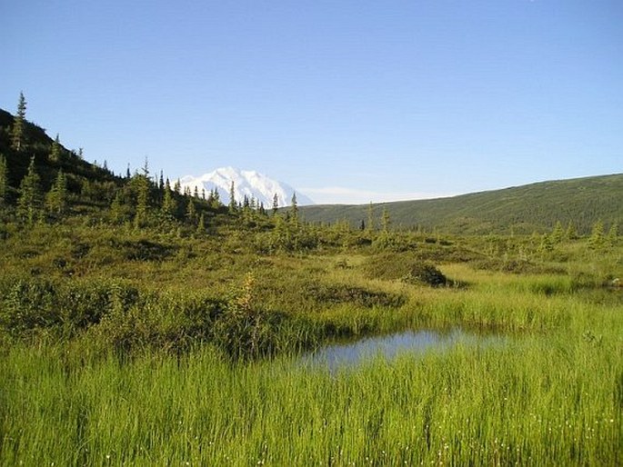 Denali National Park and Preserve