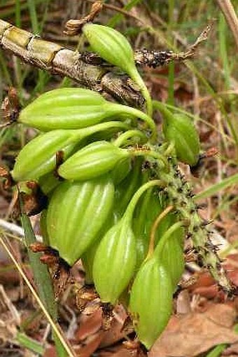 Dendrobium smillieae