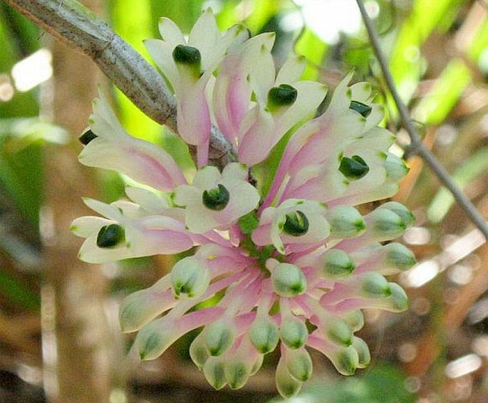 Dendrobium smillieae