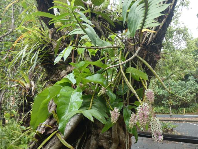 Dendrobium smillieae