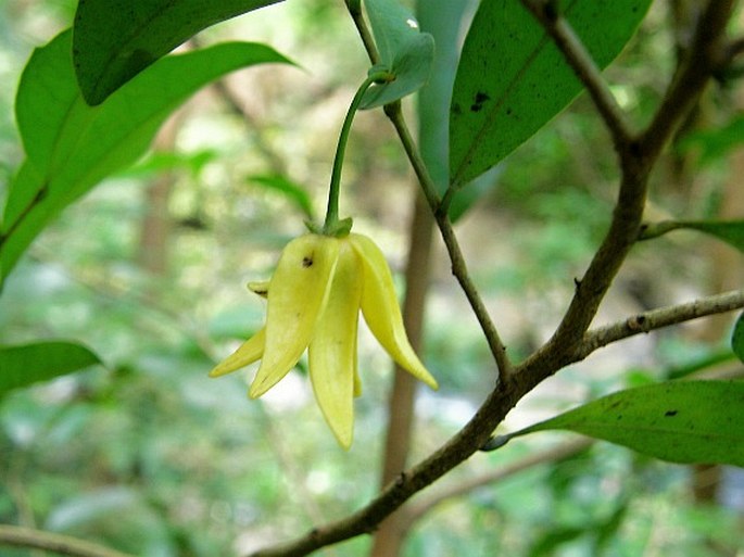 Desmopsis bibracteata