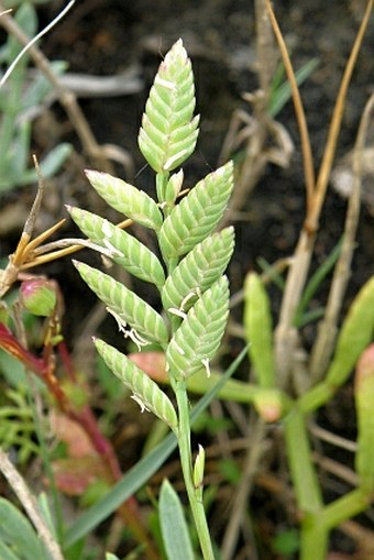 Desmazeria sicula