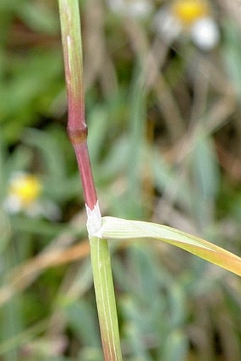 Desmazeria sicula