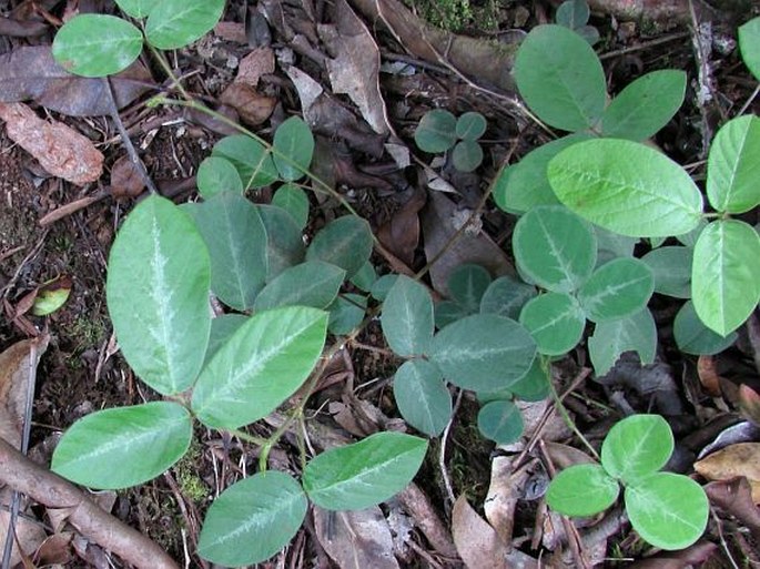 Desmodium incanum