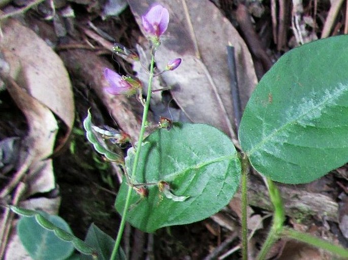 Desmodium incanum