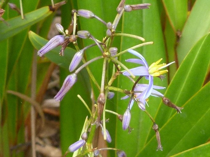 DIANELLA ENSIFOLIA (L.) DC. – takara mečolistá