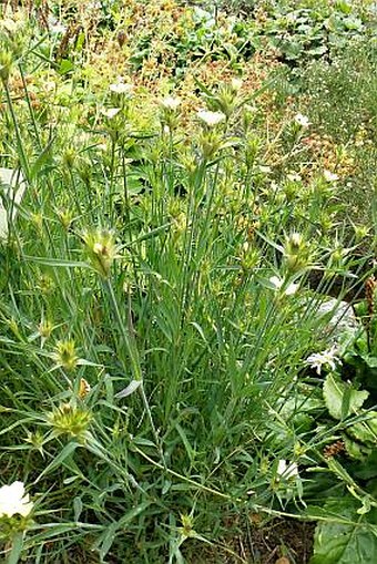 Dianthus knappii