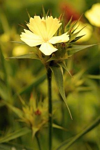 Dianthus knappii