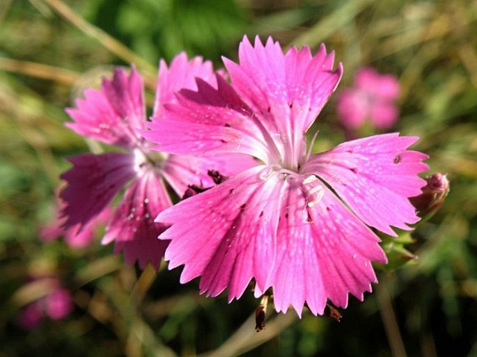 Dianthus collinus subsp. collinus