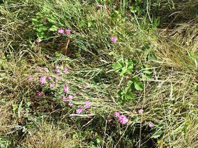 Dianthus collinus subsp. collinus