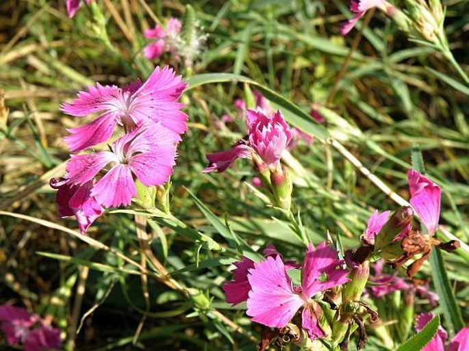 Dianthus collinus subsp. collinus