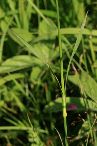 Dianthus carthusianorum subsp. latifolius