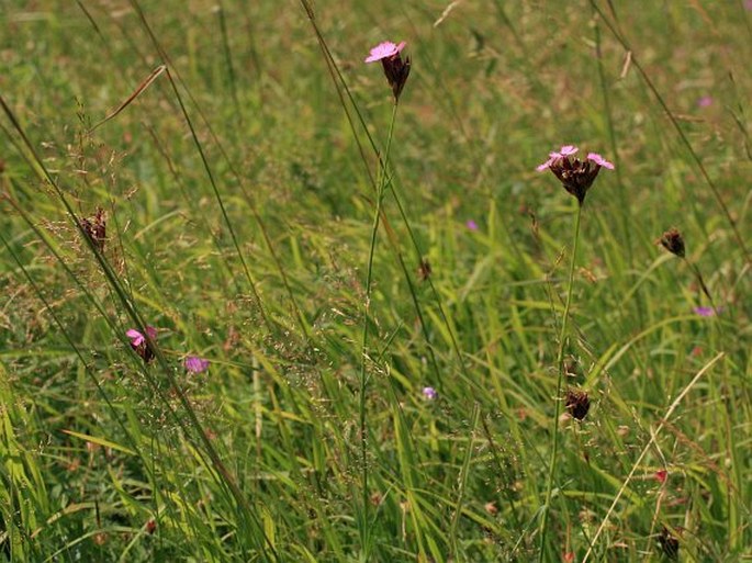 Dianthus carthusianorum subsp. latifolius