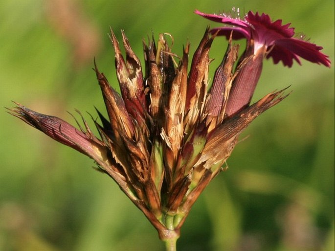 Dianthus carthusianorum subsp. latifolius