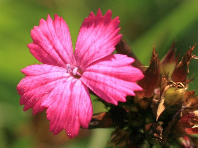 Dianthus carthusianorum subsp. latifolius