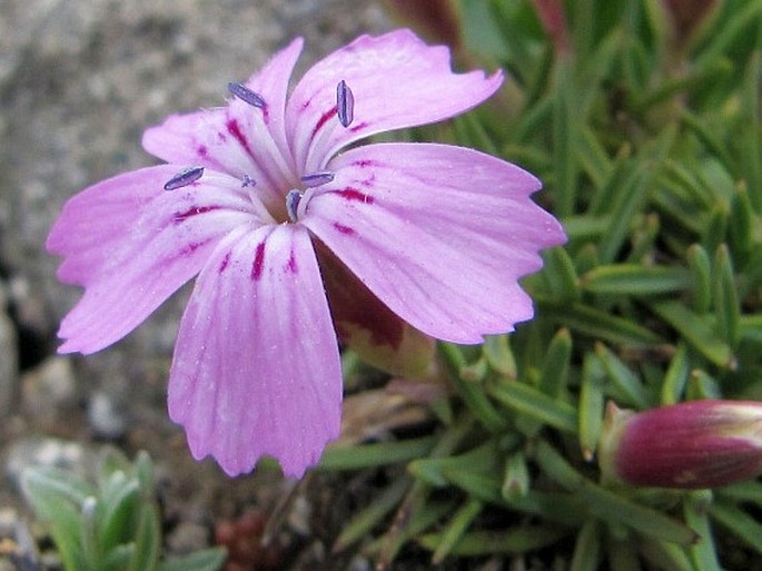 Dianthus microlepis