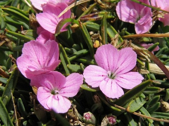 Dianthus microlepis