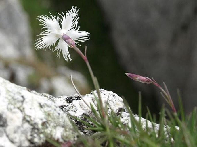 Dianthus spiculifolius