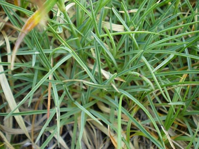 Dianthus spiculifolius