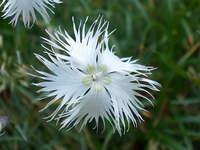 Dianthus spiculifolius