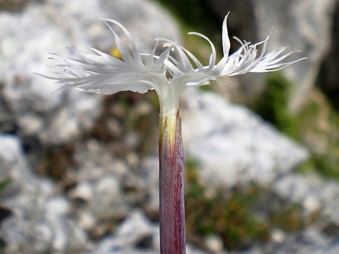 Dianthus spiculifolius