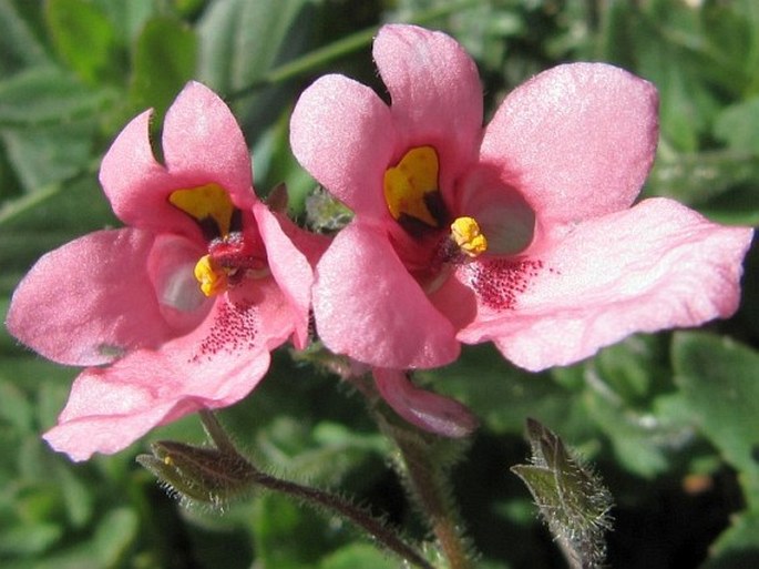 DIASCIA VIGILIS Hilliard et B. L. Burtt