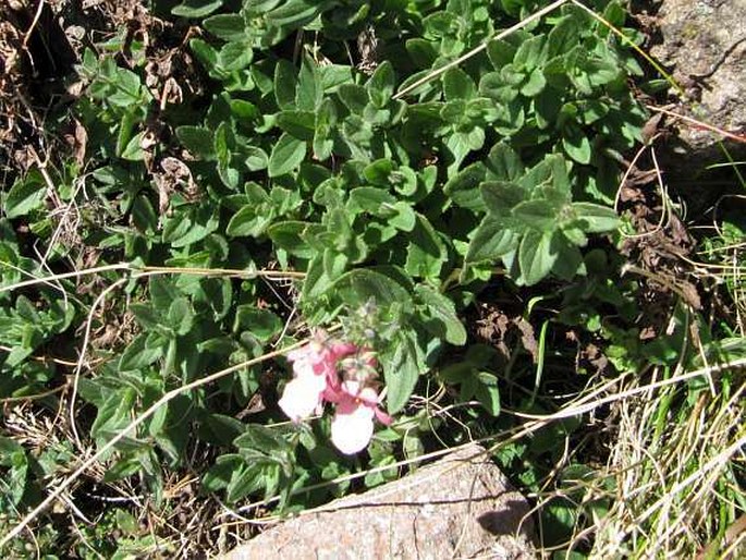 Diascia vigilis