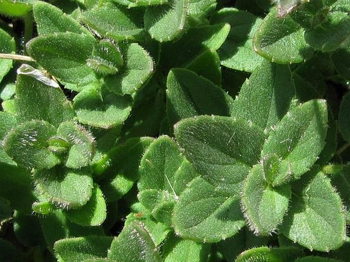 Diascia vigilis