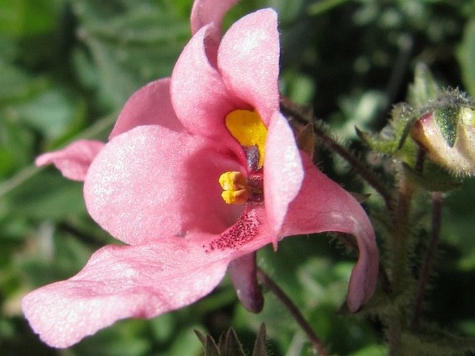 Diascia vigilis