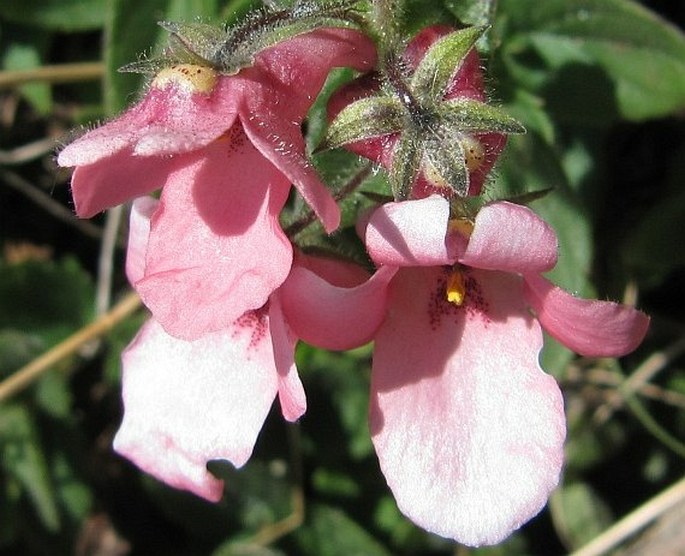 Diascia vigilis