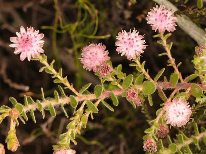 DIASTELLA DIVARICATA (P. J. Bergius) Rourke