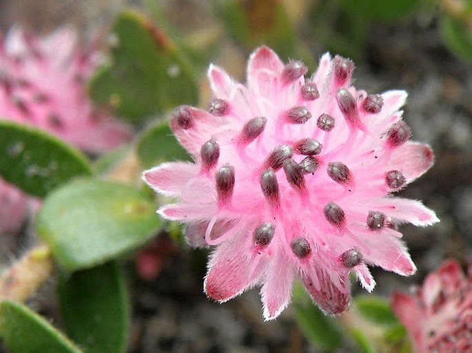 Diastella divaricata subsp. divaricata