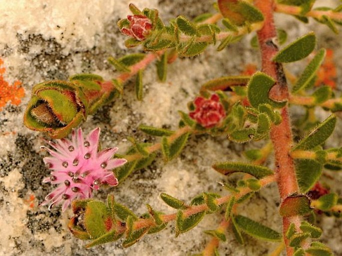 Diastella divaricata subsp. divaricata