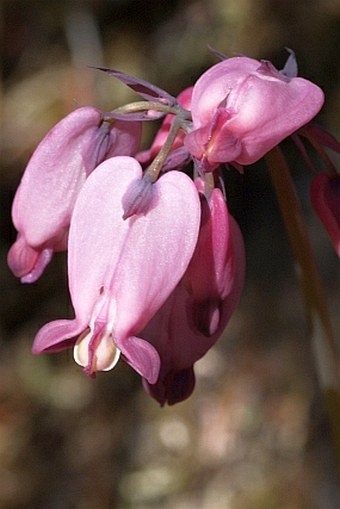 Dicentra formosa