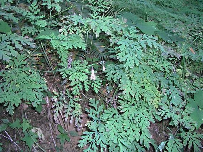 Dicentra formosa